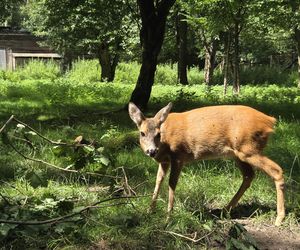 Zaglądamy do mieszkańców bydgoskiego ZOO. Kto mieszka w sercu Myślęcinka?