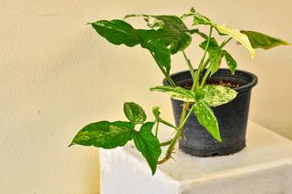 rośliny doniczkowe szybko rosnące