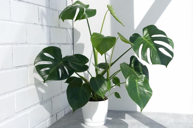 Monstera dziurawa