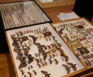 I Międzynarodowy Dzień Wymiany Owadów i Targi Entomologiczne w Bytomiu