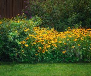 Rudbekia błyskotliwa