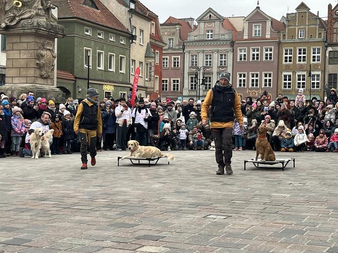 Golden Retriever WOŚP 2024 w Poznaniu. Psiaki też zbierają na dzieciaki. Kwesta na WOŚP i pokazy Golden Retrieverów 