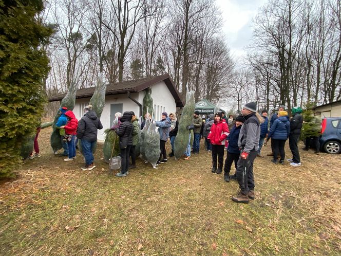 Akcja wycinania choinek w leśnictwie Grodziec