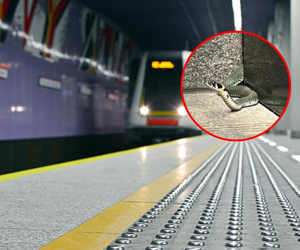 Sensacja w metrze! Długi gad próbował podróżować komunikacją miejską. Niezwykłe zdarzenie