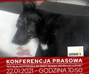Wrocław. Wlał psu do pyska żrący środek. Pilnie szuka go policja