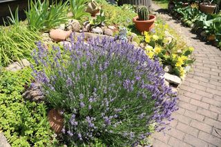 Lawenda wąskolistna = Lawenda lekarska - Lavandula angustifolia