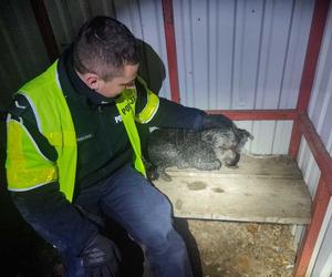 Kołobrzescy policjanci uratowali rannego psa. Trwają poszukiwania właściciela