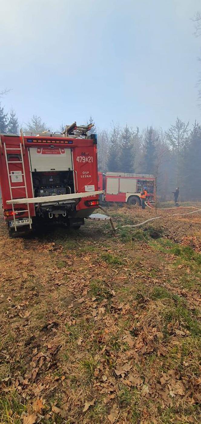 Pożar Lubańskiego Wielkiego Lasu 