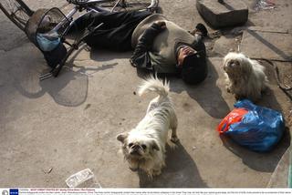 Psiaki pilnowały pijaczka 