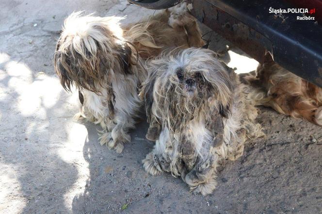 Kilkadziesiąt psów odebrano właścicielom w Śląskiem