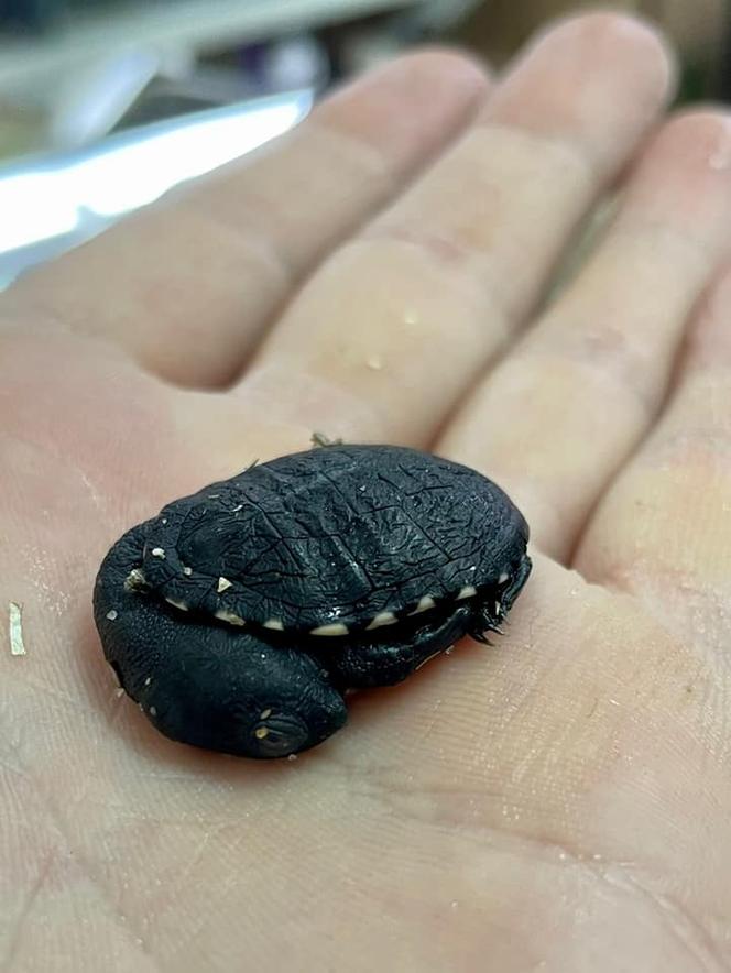 W warszawskim ZOO przyszedł na świat malutki żółwik