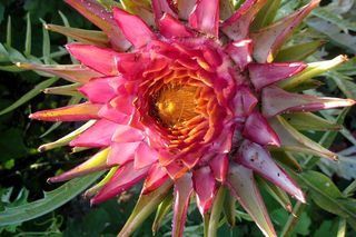 Protea królewska będzie hitem na cmentarzach podczas Wszystkich Świętych