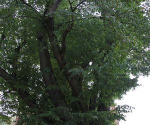 Zabytkowa lipa z Cielętnik