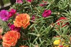 Portulaka wielkokwiatowa