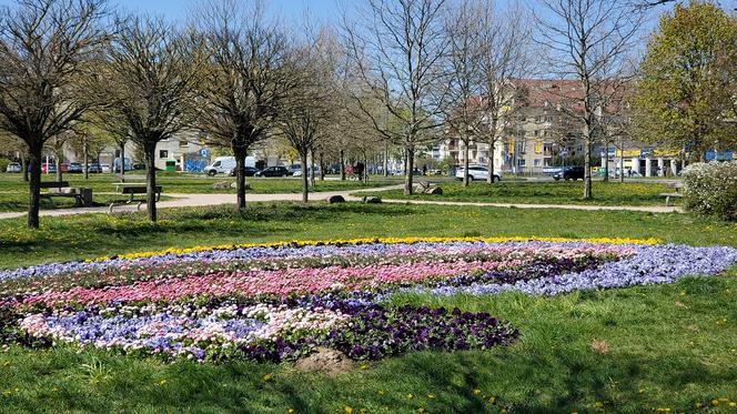 Gorzów: Nasiona zasiane. Jakie kwiatki z nich wyrosną? Czekamy do wiosny 