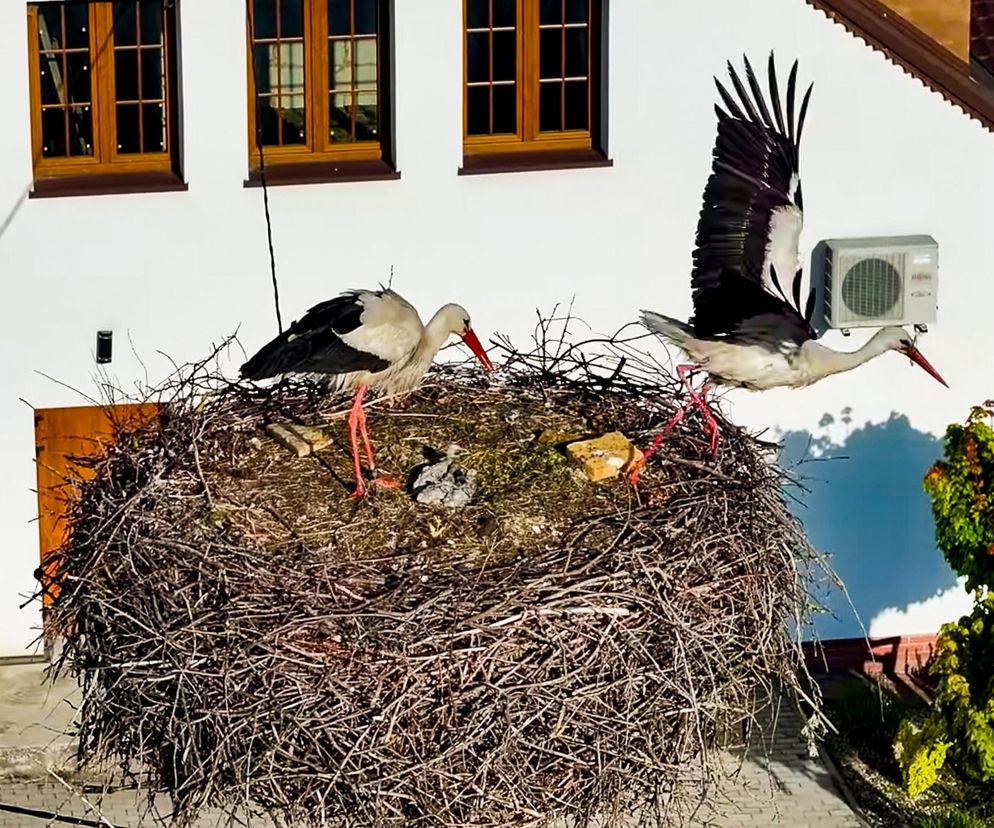 Bocian Krutek z Krutyni: od samotnika do samca alfa.