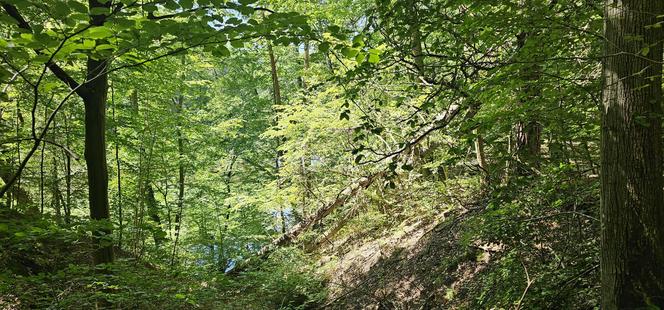 Tajemniczy Diabelski Most nad Łyną. W pobliżu znaleziono cenne arabskie artefakty [ZDJĘCIA]