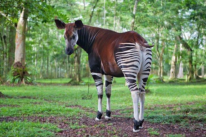 Ponad milion złotych na ratowanie zwierząt w naturze dla ZOO Wrocław