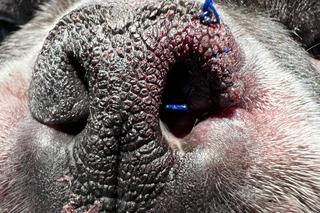 Buldog francuski poprawił sobie nos [GALERIA] 