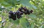 Aronia, krzew i owoce