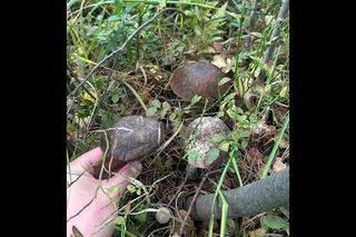 To najpiękniejsze grzyby w Polsce 2024. Oto Wasze zbiory leśnych skarbów