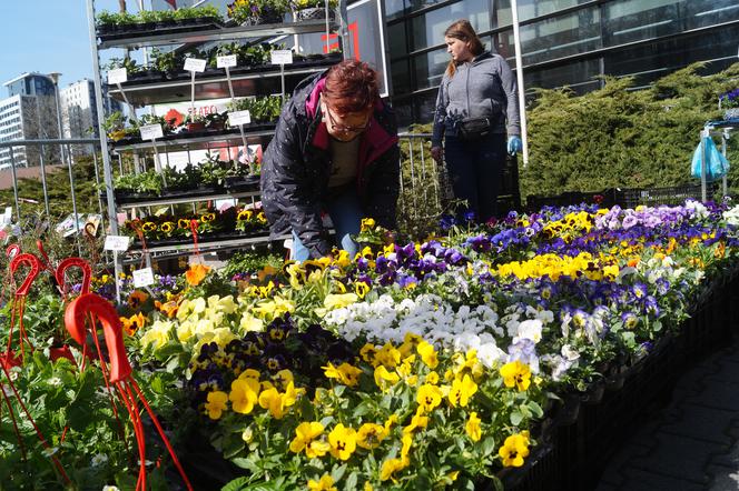 Wiosenny Kiermasz Ogrodniczy w Bydgoszczy [ZDJĘCIA]