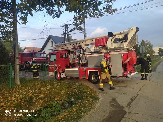 Kota z drzewa ściągał wielki podnośnik [ZDJĘCIA]