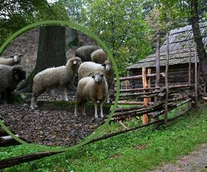 Największy skansen w Polsce ma nowy sektor. Będzie przyciągał tłumy odwiedzających z dziećmi