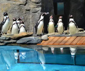 Chętni na spotkanie z pingwinami? Czekają w śląskim zoo