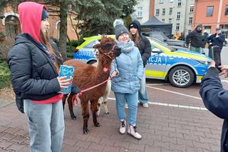 33. Finał WOŚP w Ostrzeszowie [FOTKI]