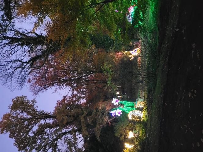 Otwarcie parku iluminacji w Poznaniu