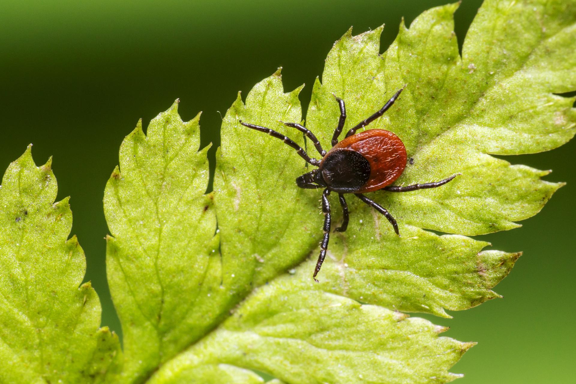 Клещ это. Ixodes Ricinus. Лесной клещ – i. Ricinus. Собачий клещ Ixodes Ricinus.