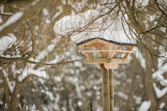 Nowe karmniki dla ptaków staną w gdańskich parkach