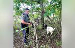 Policjanci upomnieli kozy