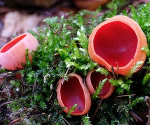 Czarka szkarłatna – wiosenny skarb lasu! Właściwości, wartości odżywcze i kulinarne zastosowanie