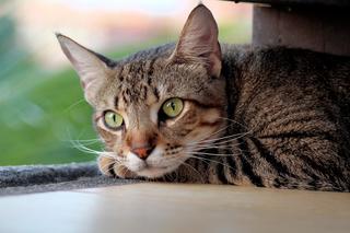 Tajemnicza choroba zabija koty! Weterynarze są bezradni. Nie wiemy, z czym mamy do czynienia