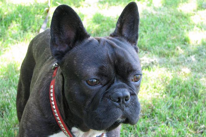 Buldog francuski