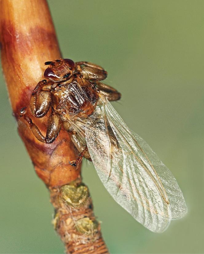 Latające kleszcze. Jak wygląda strzyżak sarni? Ukąszenie insekta jest nieprzyjemne i groźne dla ludzi