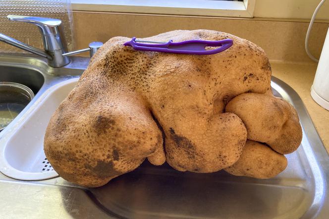 Oto największy ziemniak świata! Pojawił się nie wiadomo skąd