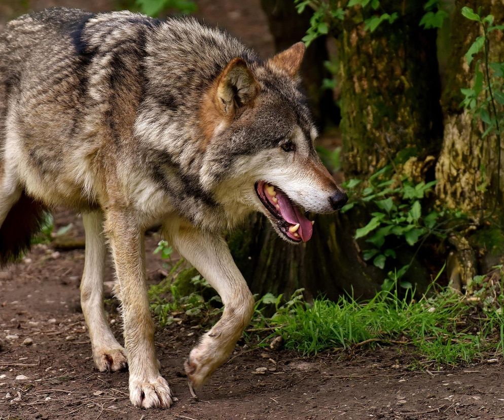 Wilki urządziły istną rzeź pod Bydgoszczą. Hodowca stracił 27 owiec, a 60 zostało rannych