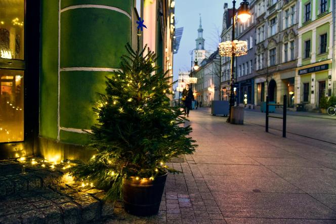 Choinki udekorowały ulice Poznania