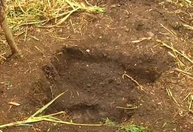  Zabił żonę i pochował w walizce, bo miał romans z nianią. Wypuścili go z powodu komputera