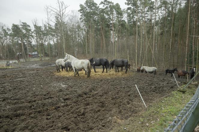 Spłonęła stadnina koni Huculski Raj na warszawskiej Białołęce. Ruszyła zbiórka na pomoc!