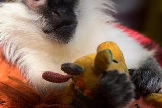 Antek psoci w lecznicy 