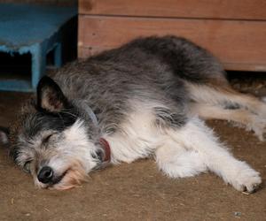 Chaos w schronisku na Paluchu. Wolontariusze skarżą się na dyrekcję do prezydenta