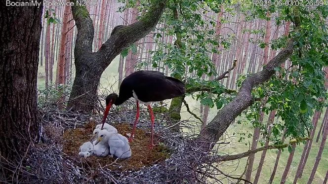 Bocian czarny wyrzucił z gniazda dwa pisklaki