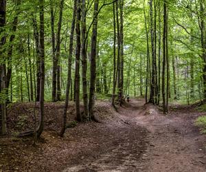 Rezerwat przyrody Segiet na pograniczu Bytomia i Tarnowskich Gór