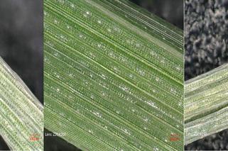 Obrazy z mikroskopu optycznego przedstawiające fragmenty roślin od lewej - bez nawozu, z nawozem CRF oraz z nawozem komercyjnym.