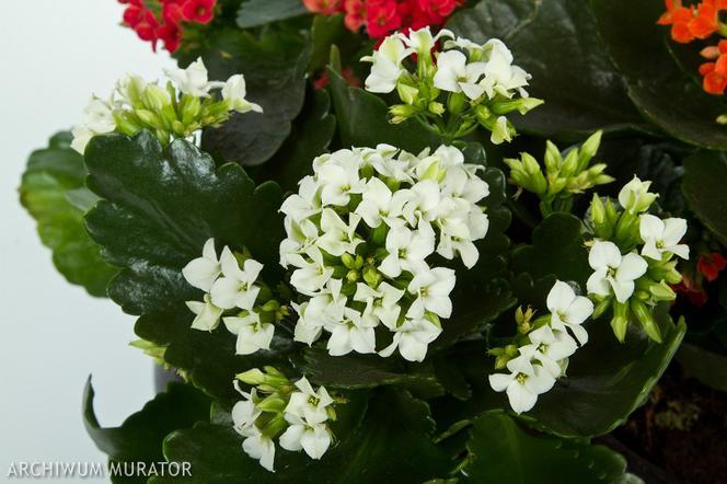 Kalanchoe Blossfelda