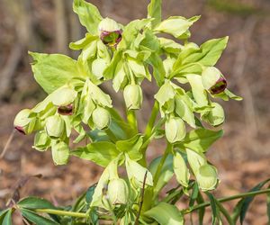 Ciemiernik cuchnący